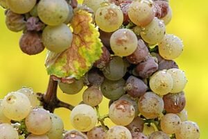 John Barker de la OIV en Mendoza: «el cambio climático es uno de los mayores desafíos de la vitivinicultura mundial»