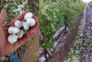Los daños por granizo obligaron a declarar la emergencia agropecuaria