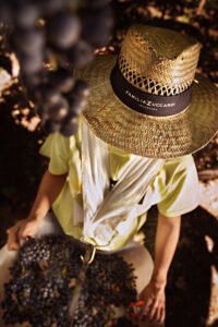 Viví la experiencia de la cosecha de mano de Familia Zuccardi