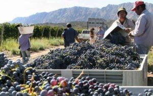 Se firmó el acuerdo Mendoza-San Juan: 26% de la uva será destinada a diversificación