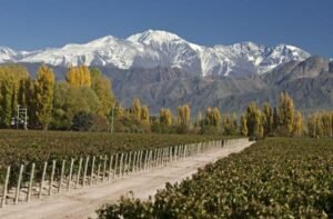 Concentración en viñedos en Argentina: la superficie cultivada crece poco y queda en pocas manos