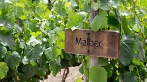 Los 10 mejores Malbec argentinos elegidos por Decanter