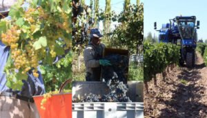 Fuertes pérdidas entre productores de uvas para vinos comunes