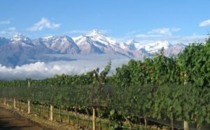 Viñedos en Argentina: la ecuación de rentabilidad no ayuda a su desarrollo