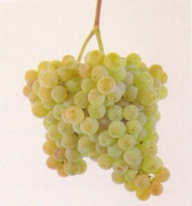 El INV reconoce la calidad de la vid Albariño en Argentina