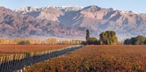 Valle de Uco pasó a ser la segunda zona por superficie cultivada con vid en Mendoza