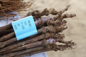 Alianza entre Vivero Mercier y Bodegas Bianchi para el desarrollo tecnológico en vides de alta sanidad