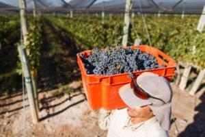 Se dieron a conocer los números finales de la cosecha 2022