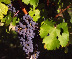 Con el Cabernet Sauvignon inicia un ciclo de charlas con grandes enólogos argentinos por Instagram