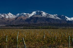 Argentina integra la alianza del Nuevo Mundo para conquistar el mercado vitivinícola chino