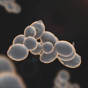 El 3 de Junio Lallemand Sudamérica reinicia su ciclo de Seminarios Web. Fermentación maloláctica, etapa clave.