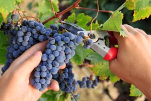 Pronóstico de cosecha en Mendoza, ¿cómo vienen los volúmenes y las calidades?