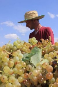 Sube el precio del vino, pero los costos de producción no se recuperan