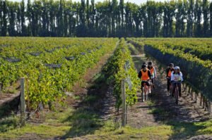 El turismo en bodegas con capacidad completa hasta fin de año