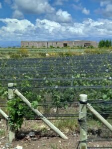 ¿Cómo son los vinos top de familia Bemberg que se exportan a USD 50 la botella?