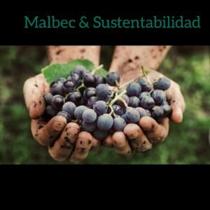Mes del Malbec: cuando la sustentabilidad se convierte en tendencia