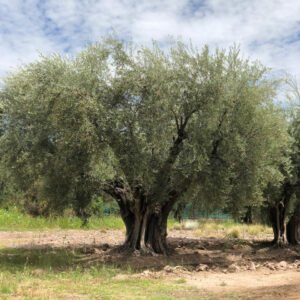 Mendoza se convirtió en la primera Indicación Geográfica del país para el aceite de oliva extra virgen