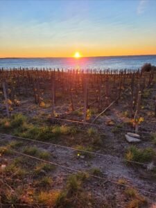Se viene una cata de vinos de la «Patagonia extrema»