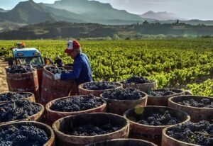 ¿Cómo vienen las cosechas del hemisferio Norte?