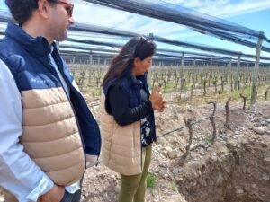 Grupo Avinea duplicará la superficie de vid orgánica para 2025 con el concepto «Matriz viva»