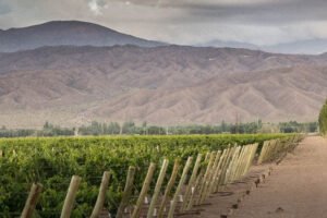 CUUNA: cómo es el mega- proyecto del Valle de Calingasta con bodega, hotel y restaurante