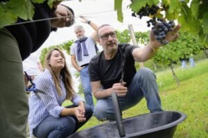 La vitivinicultura bonaerense creció 250% y buscan darle promoción e incentivos