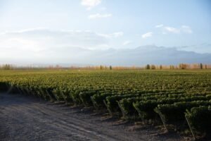 Surge una nueva Indicación Geográfica (IG) del vino, El Peral en Tupungato