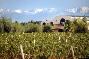 Incorporaciones: Martina Galeano lidera el equipo enológico de Bodega Casarena