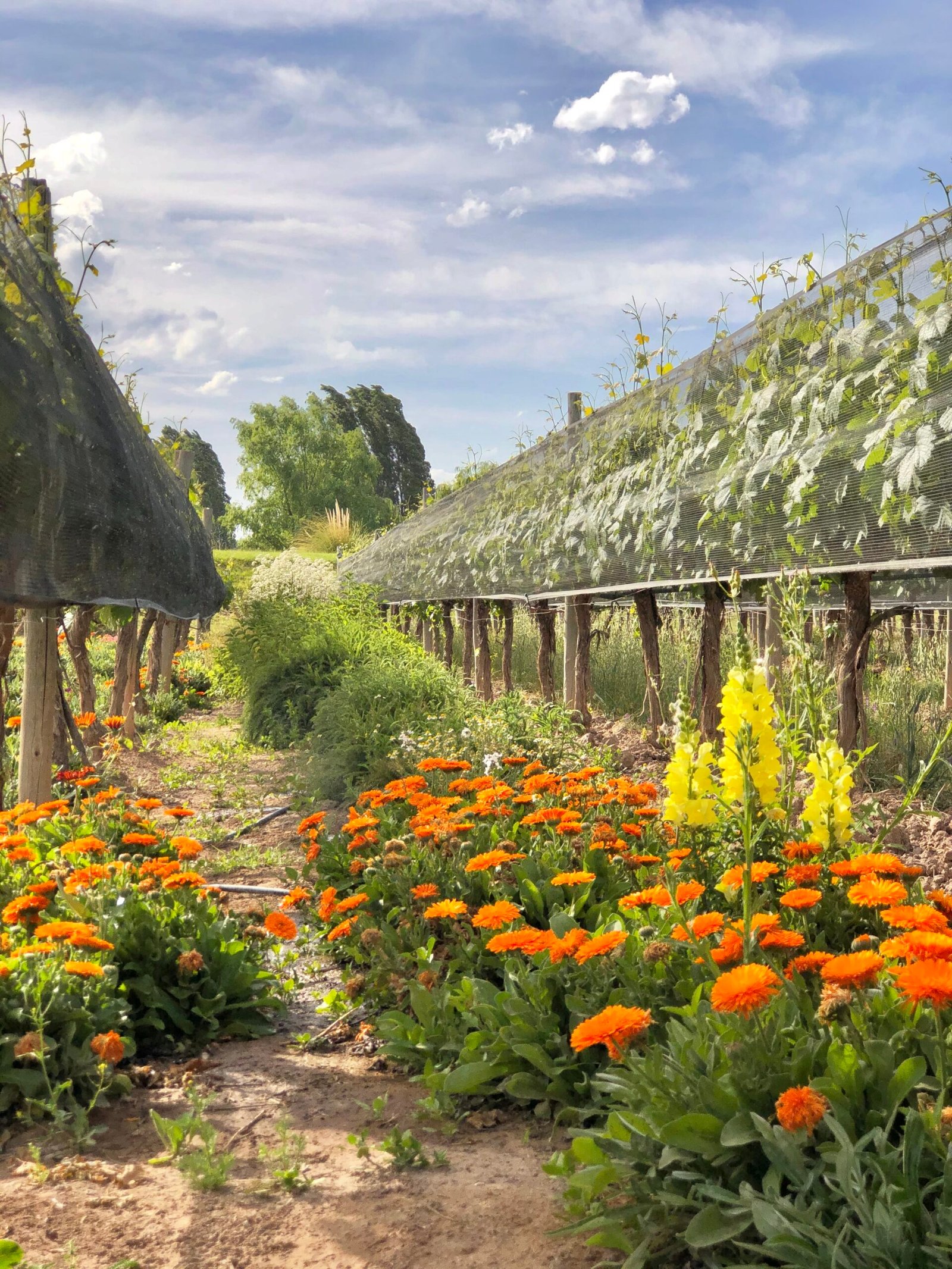 Chakana responde a la crisis del consumo global a través de la sustentabilidad