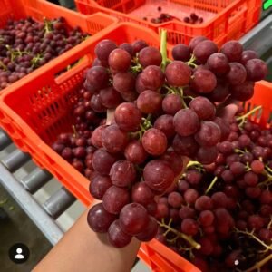 Llega la revolución de la uva de mesa: nuevas genéticas se ponen a prueba en Cuyo