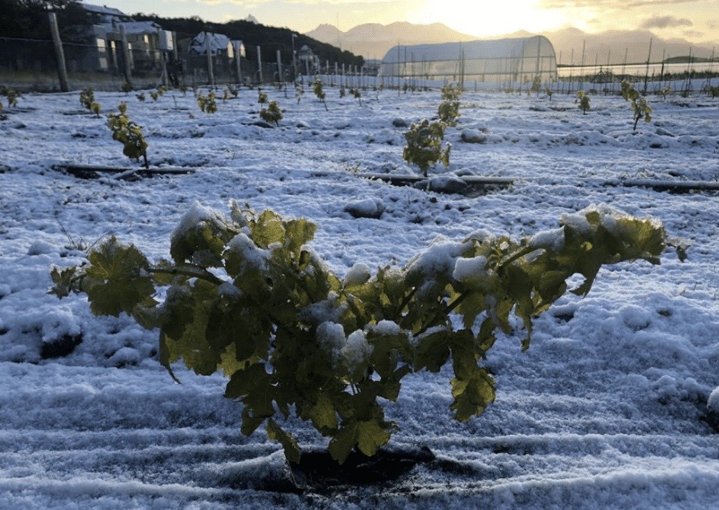 La vitivinicultura argentina crece hacia regiones frías y húmedas, y la genética acompaña este desarrollo
